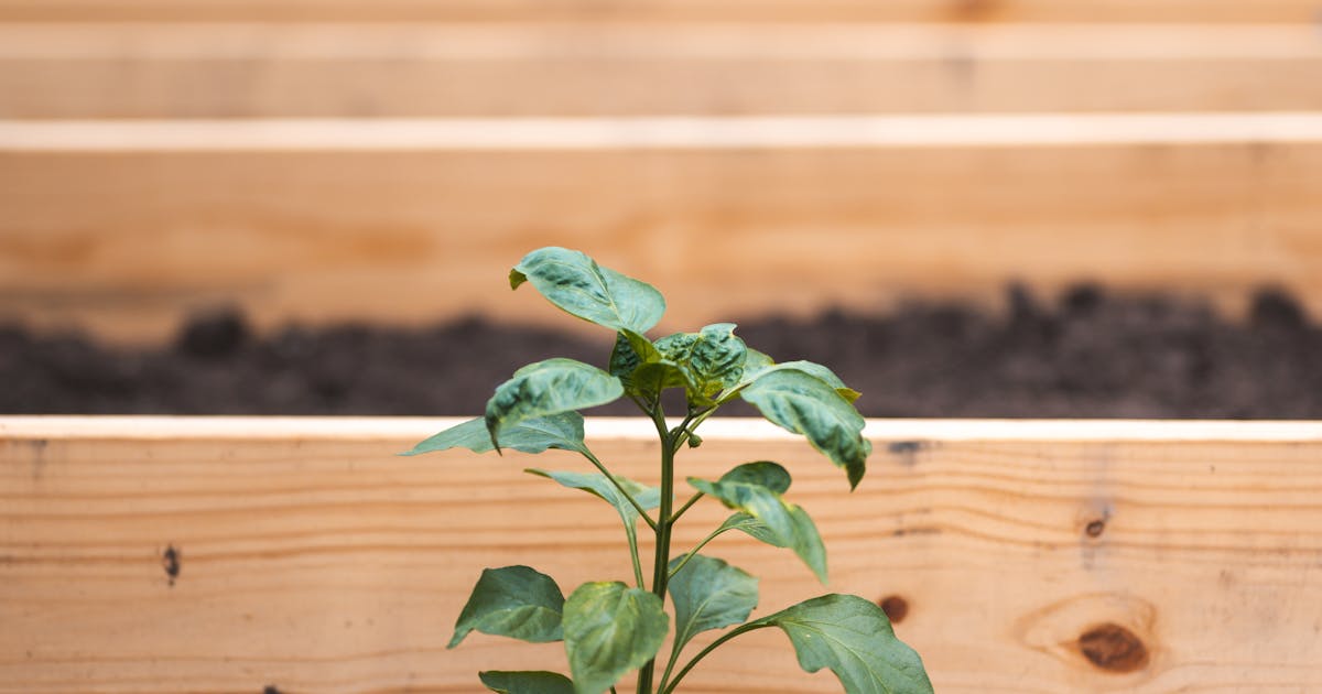Rototiller working through garden soil