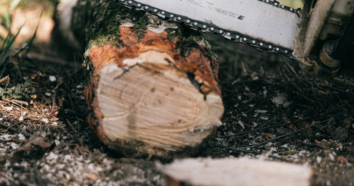 Person cutting wood with a Stihl chainsaw