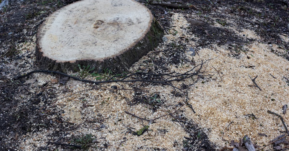 Close-up of a tree stump being ground down