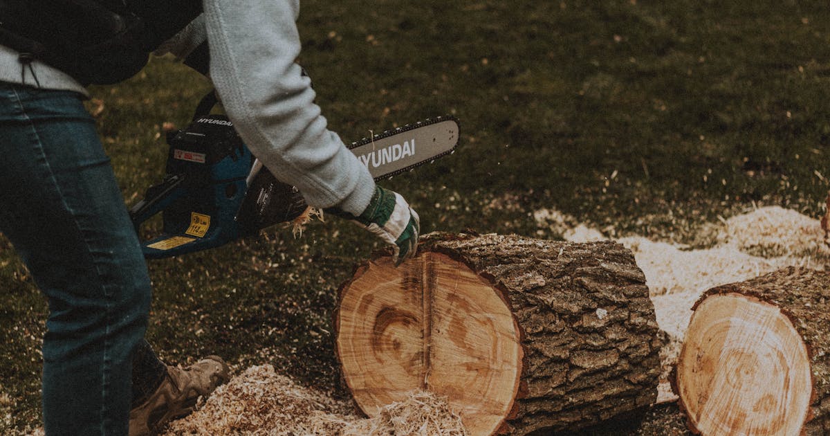 Two chainsaws ready for comparison
